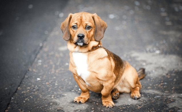 dachshund pug mix