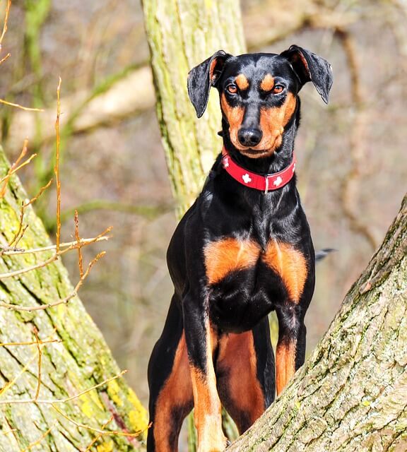 German Pinscher