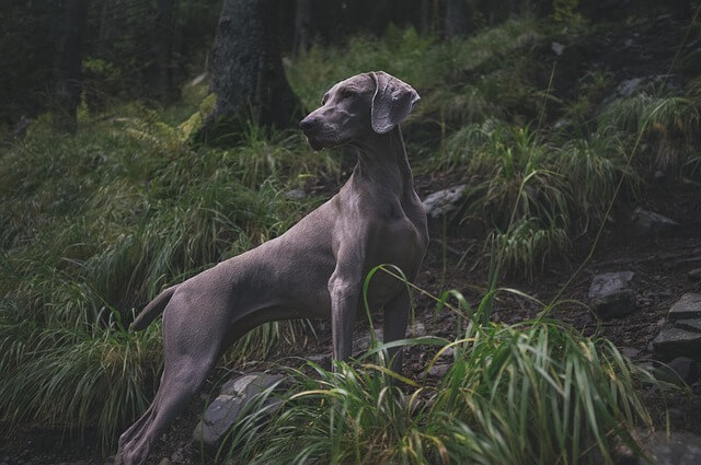 Best dogs for hunting deer: Weimaraner