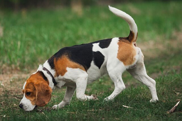 Best dogs for hunting rabbits: Beagle