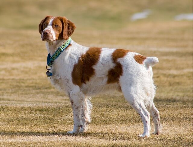 Best dogs for hunting pheasant: Britanny