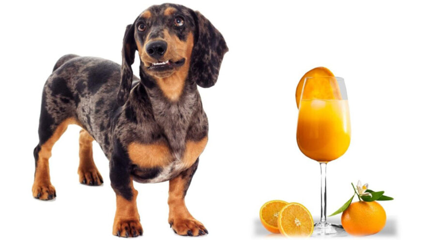 Dapple dachshund with juice Cover