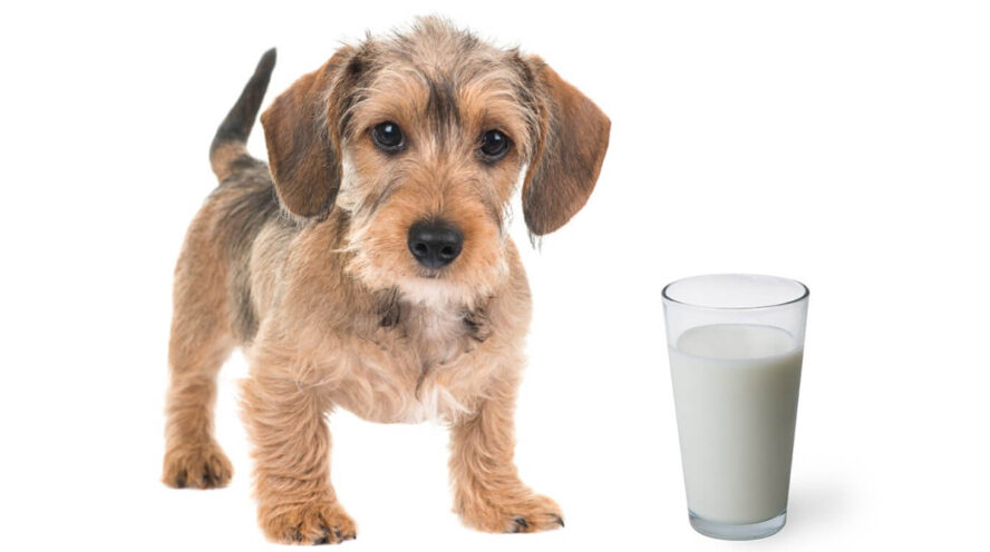 Dog with milk Cover