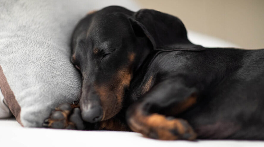 Black and tan sleeping dachshund Cover