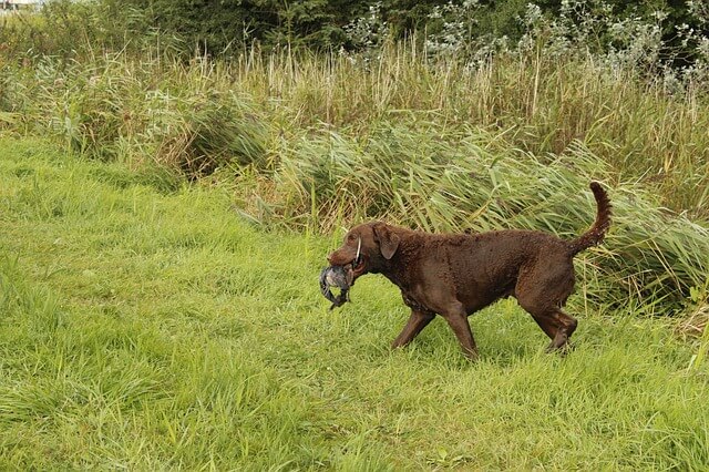 Best dogs for hunting pheasant: Chesapeake Bay Retriever