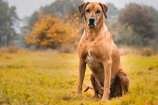 Best dogs for hunting hogs: Rhodesian Ridgeback