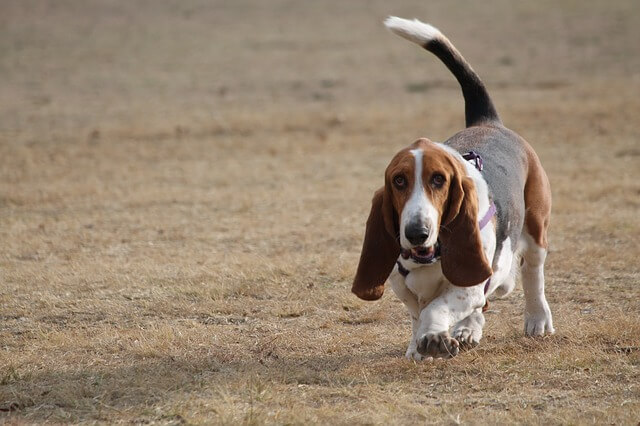 Basset-hound