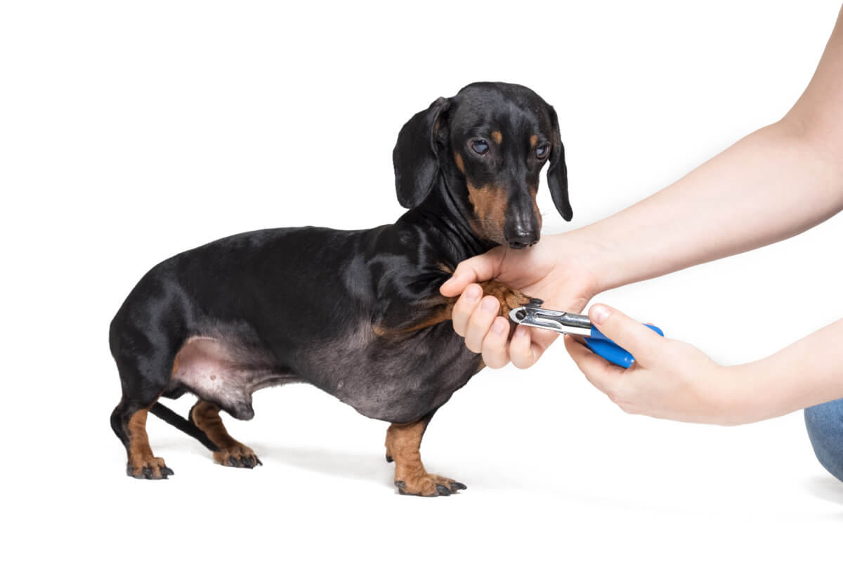 Snapshot of Grooming A Dachshund For Show With Clippers