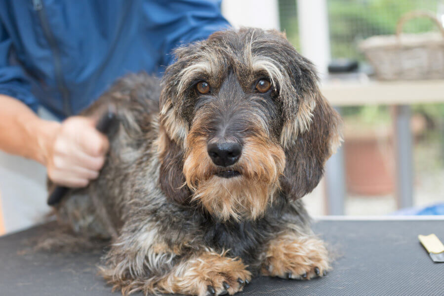 wire-haired dachshund supplements