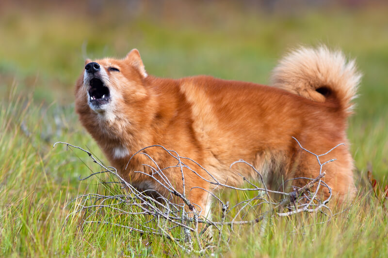 Rare hunting dog breeds: Finnish Spitz