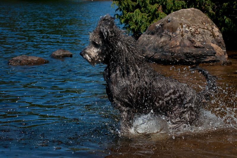 Rare hunting dog breeds: Pumi