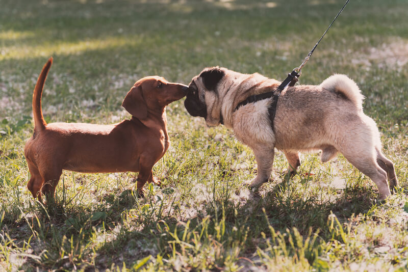 dachshund and pug mix