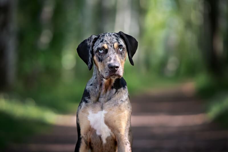 Rare hunting dog breeds: Catahoula Leopard Dog