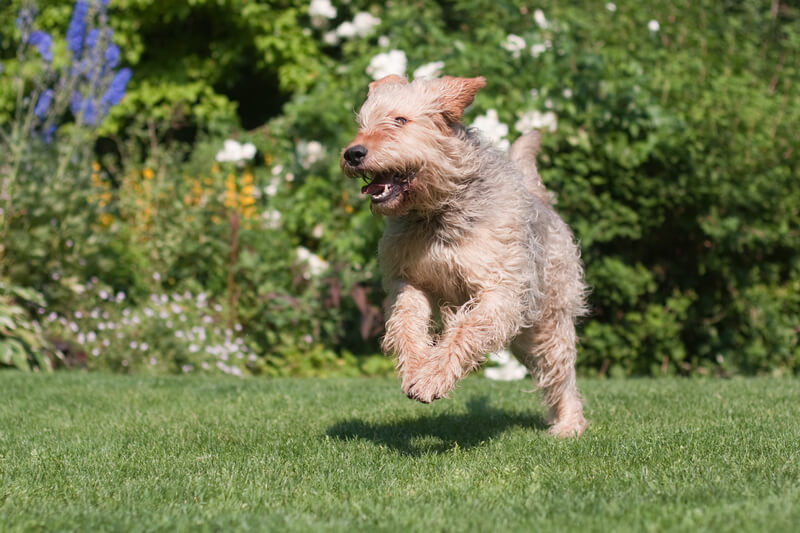 Rare dogs: Otterhound