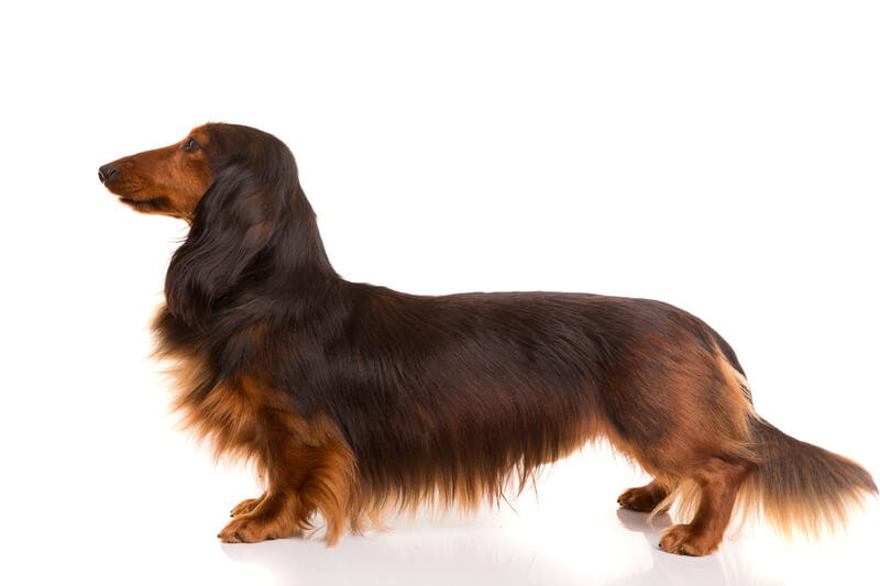 Puredbred Dachshund or Not? How Can You Tell if your Dog