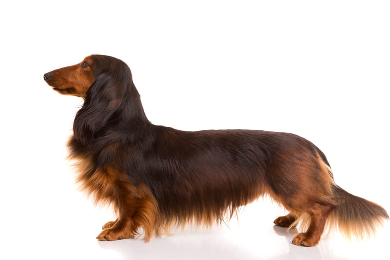 long-haired weiner dog