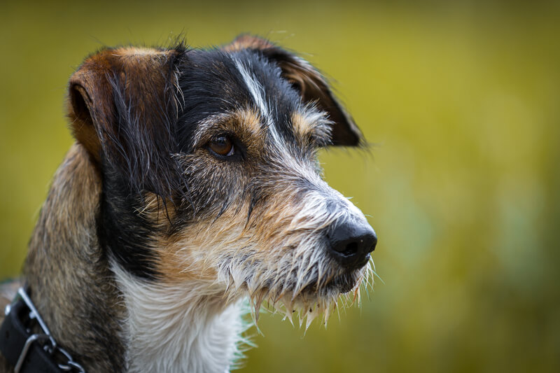 dachshund terrier mix