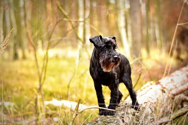 Best dogs for hunting rats: Miniature Schnauzer
