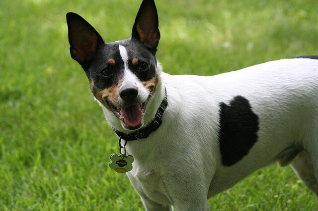 Best dogs for hunting rats: Rat Terrier