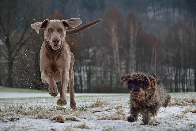 Dachshund and Weimaraner