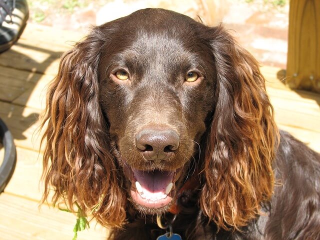 Best dogs for hunting: Boykin Spaniel