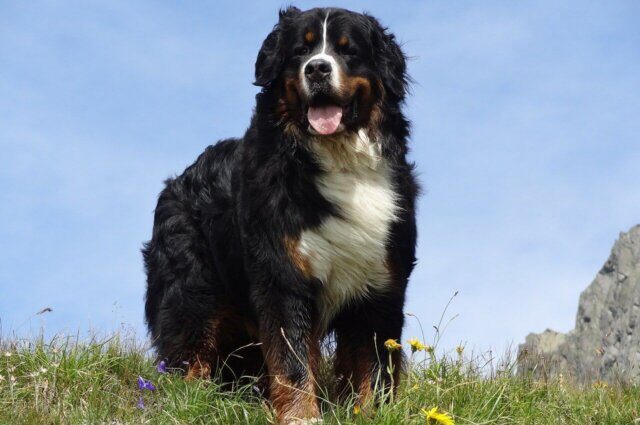 bernese mountain dog