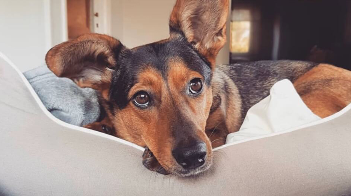 Dachshund German Shepherd Mix To The Sausage Dog