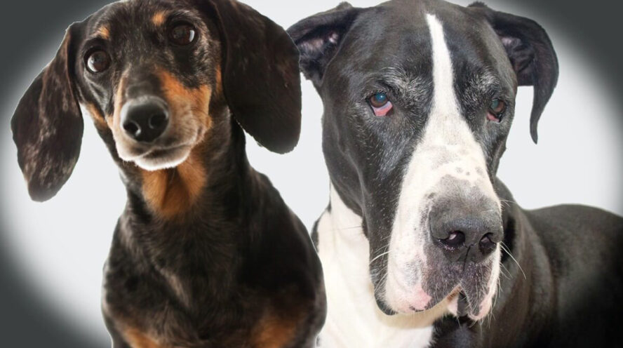 great dane dachshund mix puppies