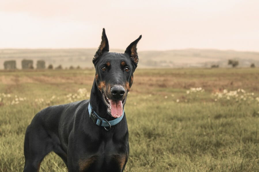dog breeds with cropped ears doberman