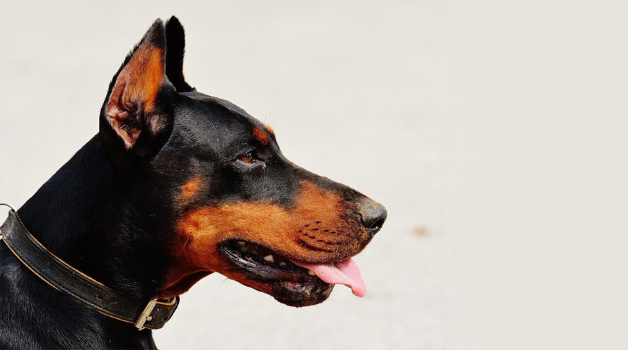 can you get a dogs ears cropped at any age