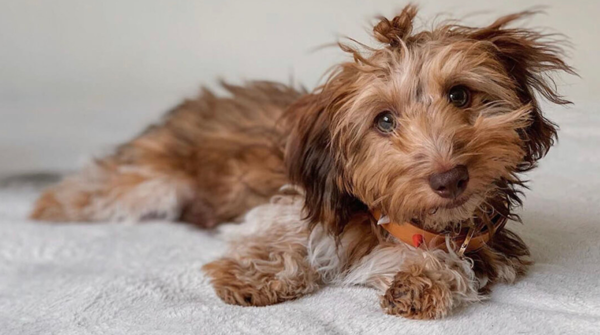 Dachshund Schnauzer Mix: Schnoxie - A Visual Showstopper!