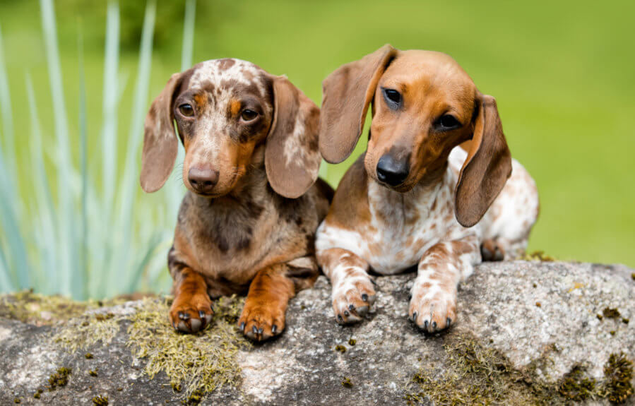 dachshund colours