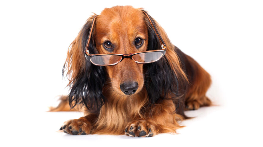 longhaired dachshund