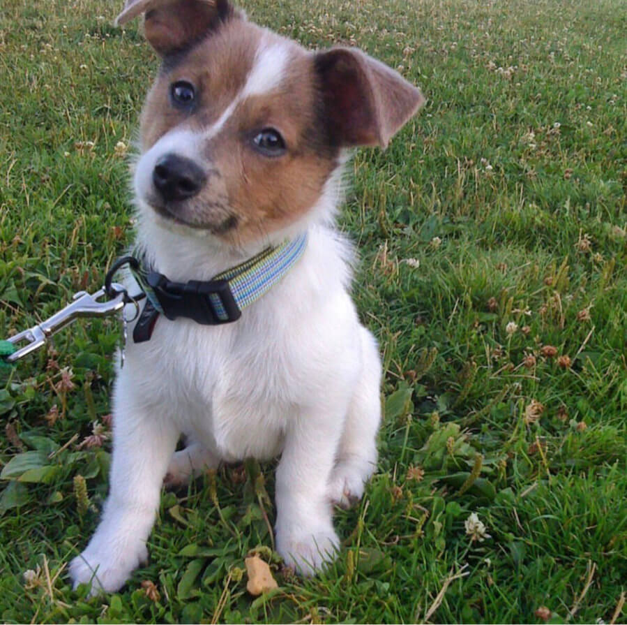 dachshund pomeranian mix