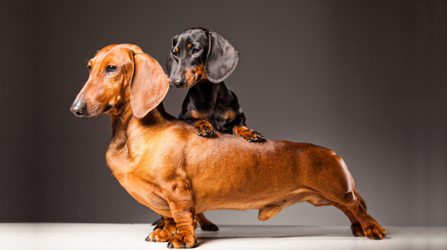 Two dachshunds