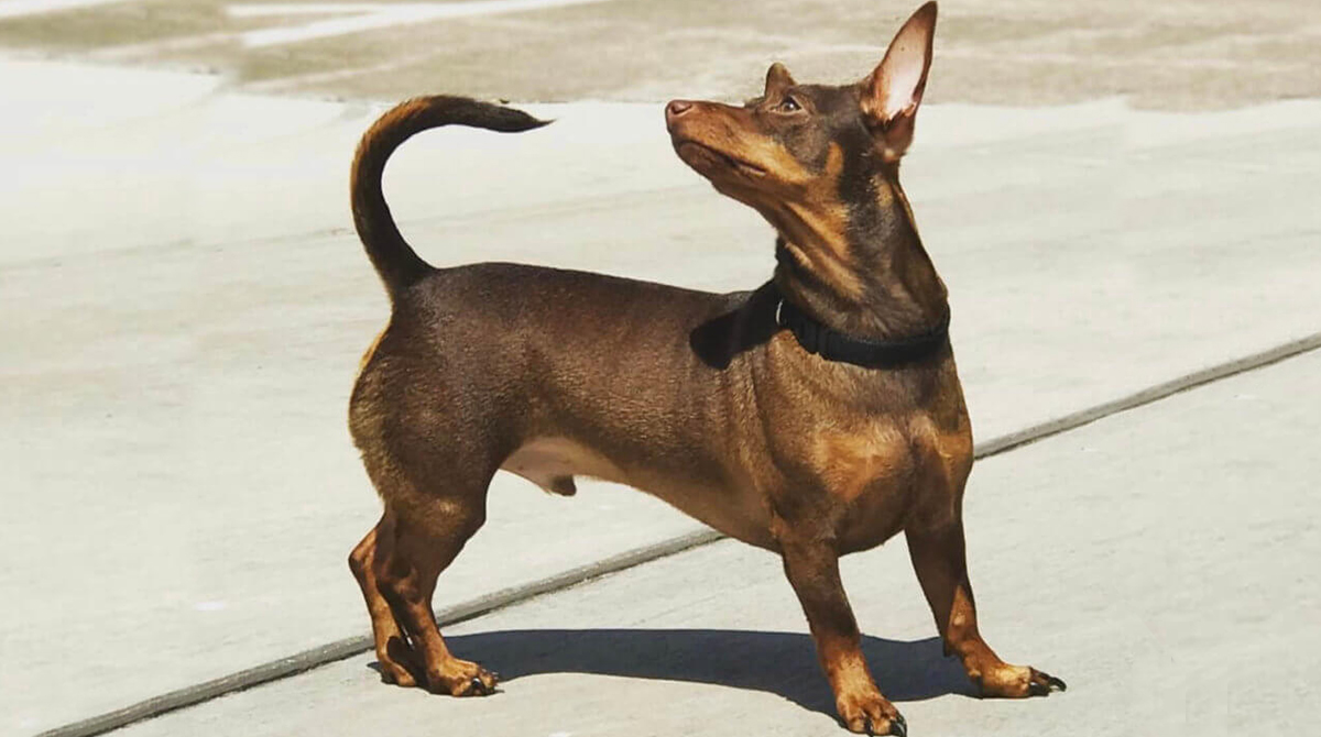 brown miniature pinscher