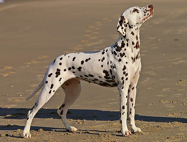 do dalmatians shed