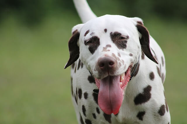 dalmatian excessive shedding