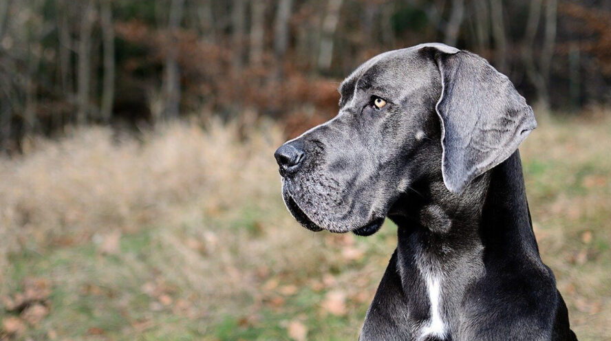 Great Dane