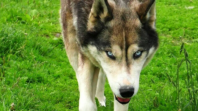 husky wolf mix