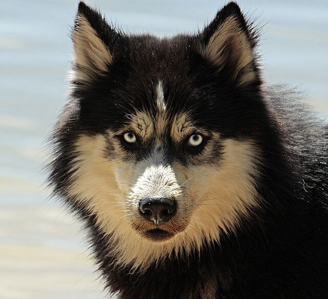Husky Wolf Mix - A Of Striking Beauty And Intelligence