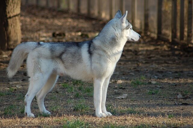 husky wolf mix