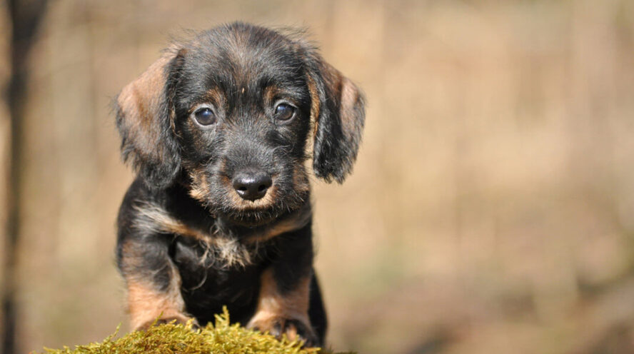 dachshund puppy