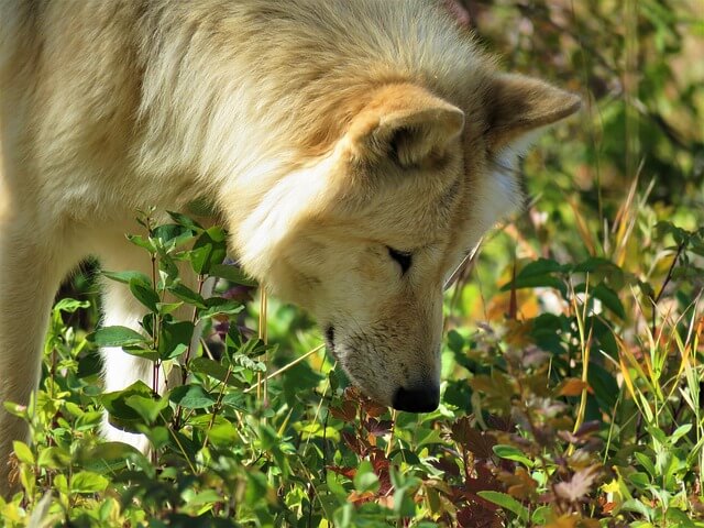 dog sense of smell vs human