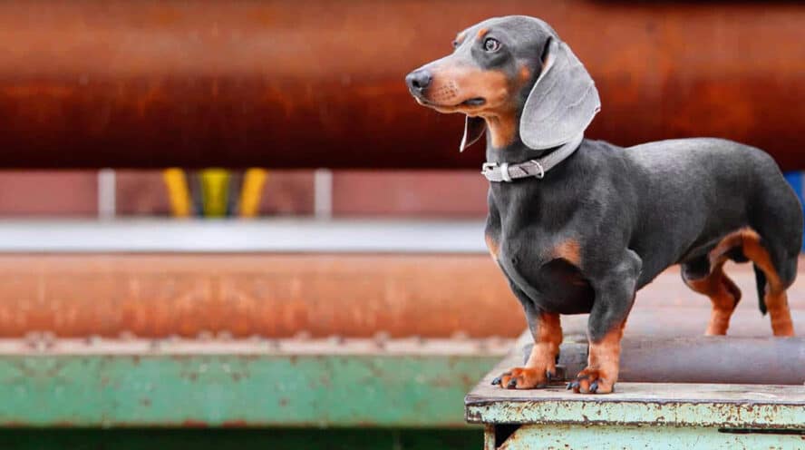 Blue Dachshund Hair Loss: What to Do if Your Dog is Experiencing It - wide 8
