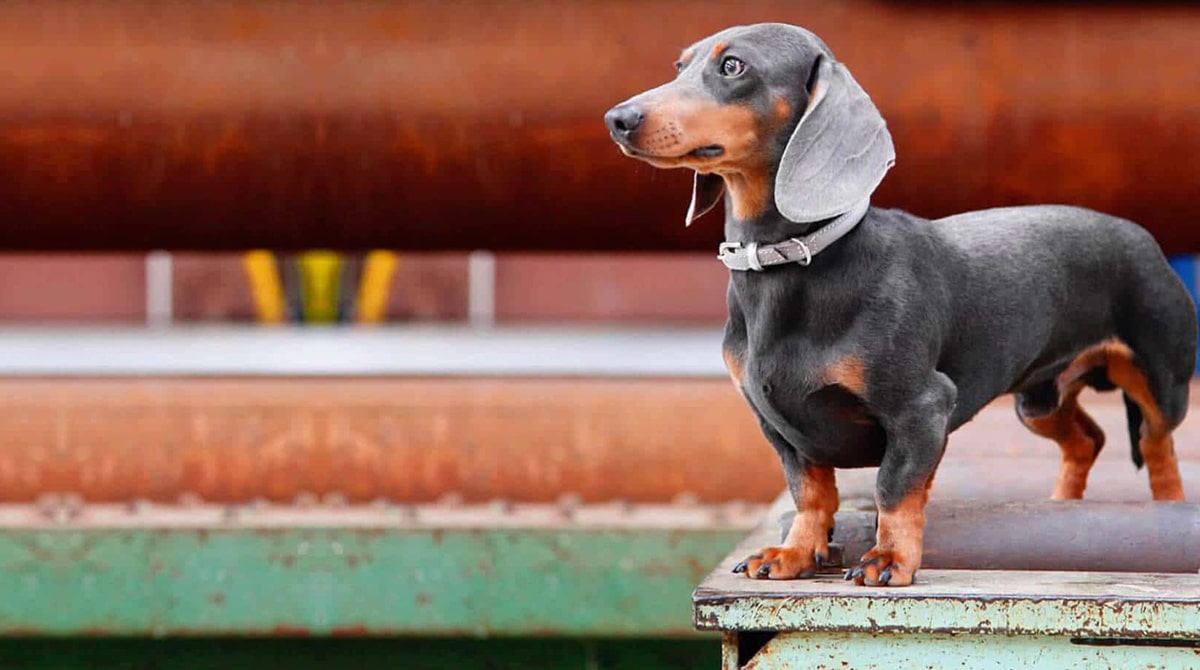 Blue Dachshund Welcome To The Sausage Dog World