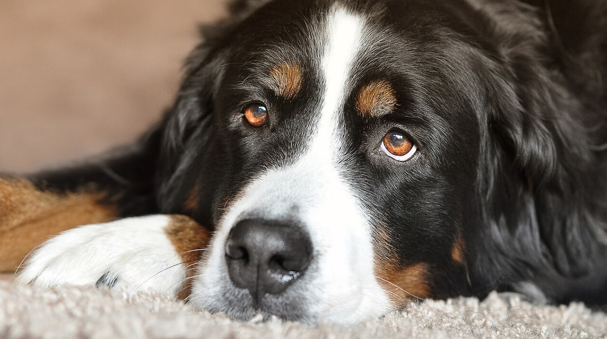 Dogs with Big Eyes The Most Popular Breeds Sausage Dog World