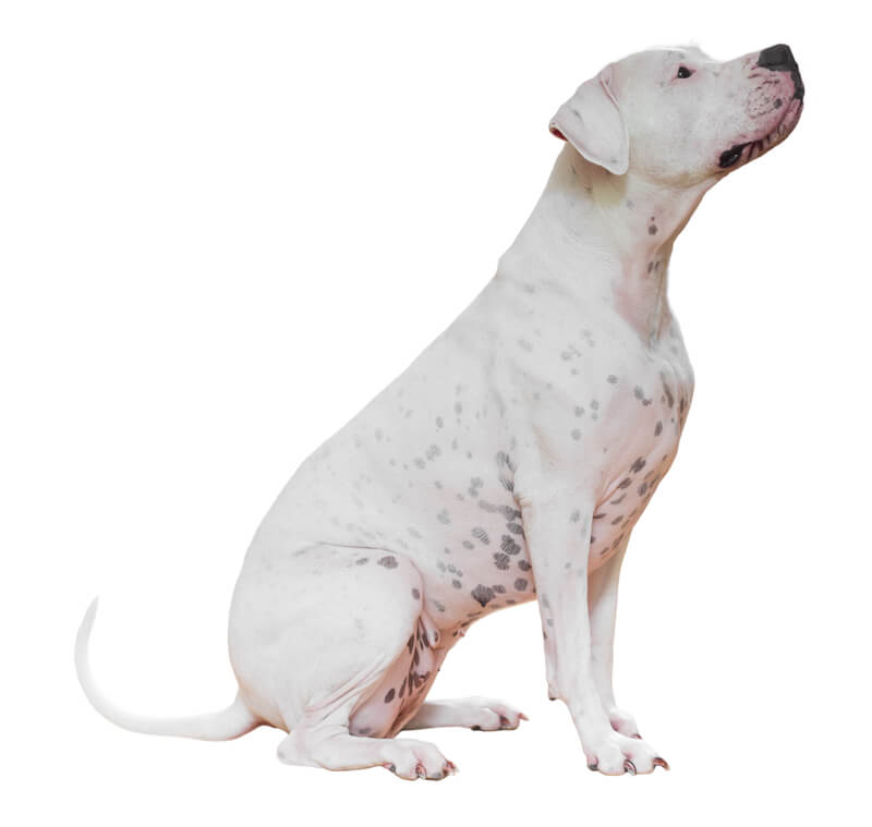 hunting with dogo argentino