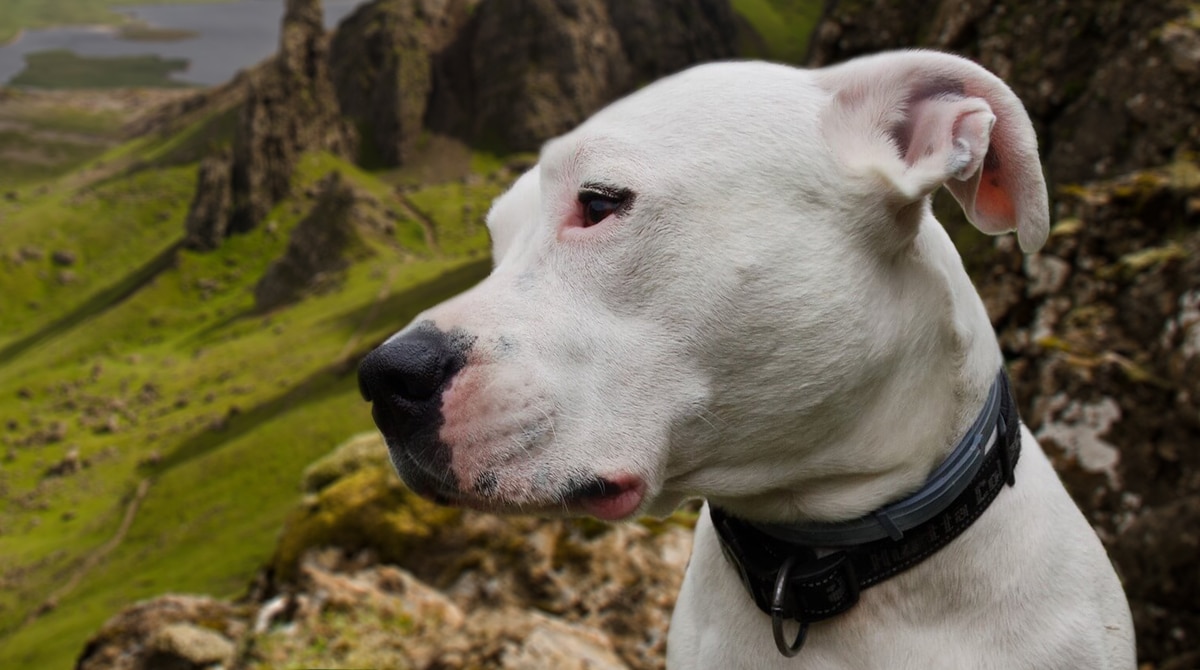 is the dogo argentino legal in lithuania