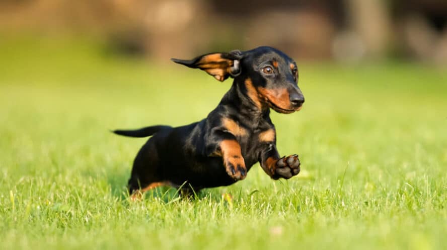 Dachshund: The Smallest and Cutest Dog Breed in the World